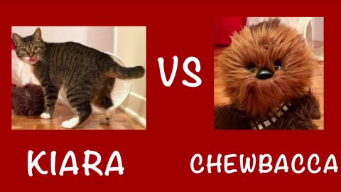 2 Funny & Cute Videos with Kiara the Cat