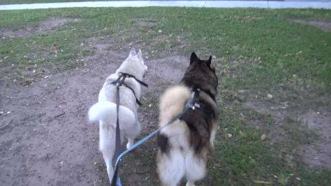 Malamute & Husky leaving emails and reading messages