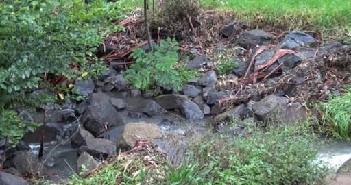 The creek is flowing, Eddie the Goldie looks better & Mac...