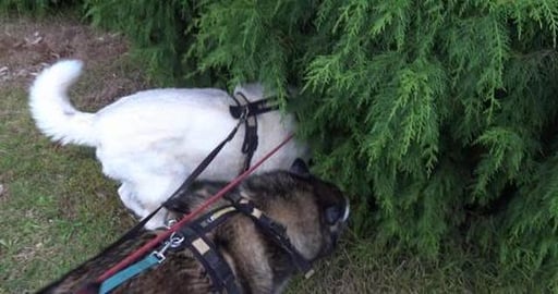 Husky girl has a good Hare day, good workout for everyone...
