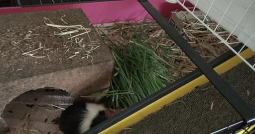 Guinea Pigs can't go out so the lawn comes to them
