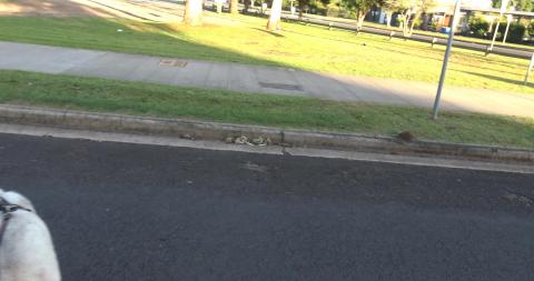 We chased ducks, almost got run over, and hunted possums