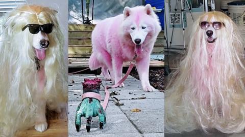 Addams Family | Thing Tries To Walk My Dogs | Pranking My...