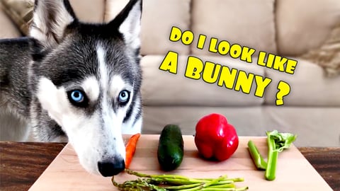 Will My Huskies Eat Their Veggies? Vegetable Taste Test |...