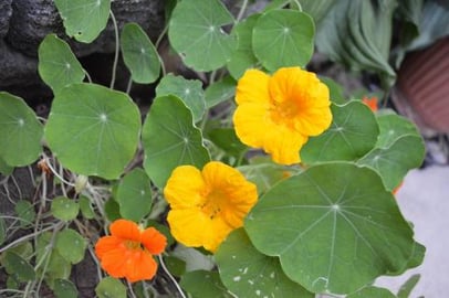 How to Freeze Nasturtium Leaves for Stuffing: Cooking wit...