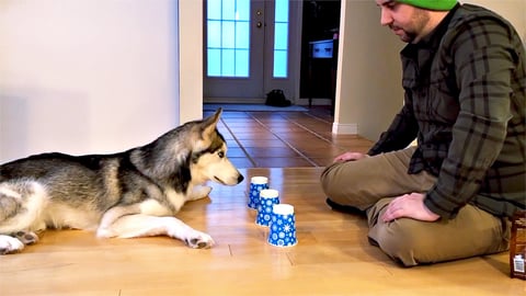 Street Hustler Husky | Funny Dogs Video