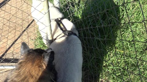 Wolf wants to run, lets visit the dog park