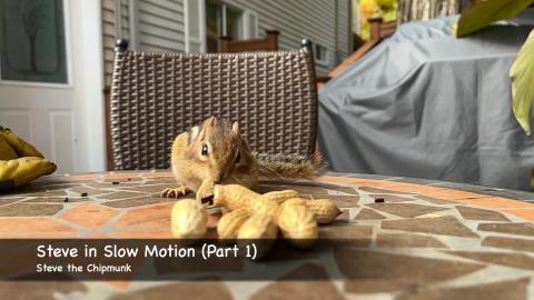  Steve in Slow Motion (Part 1) - Chipmunk, Squirrel
