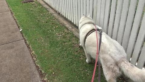 Patting strangers doggies -  Goldie & Husky friends