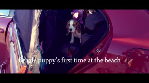 Beagle Puppy Playing First Time at the Beach