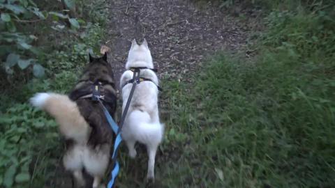 Husky just had a bath so time to go into stinky mud
