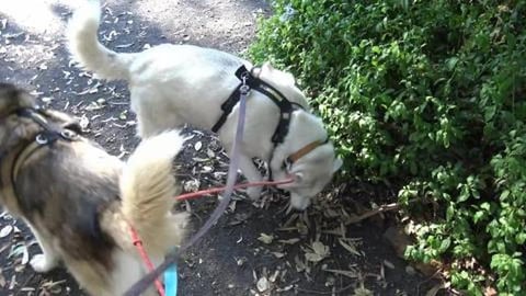 Husky fun day in Dalby