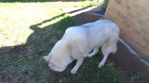 Brushing the husky teeth the fun way