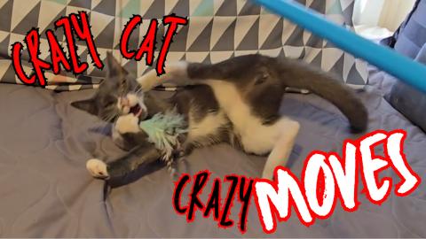 Cat vs Feather 