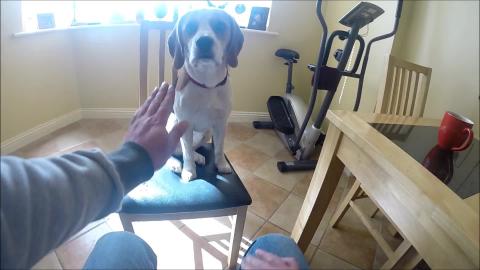 Cute Dog Playing Patty Cake 