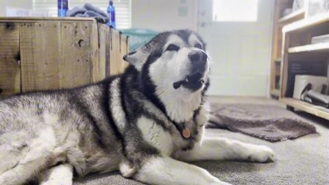 Jealous Huskies Demands Attention! #husky #alaskanmalamut...