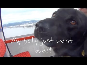 Our Dog Percy the Black Labrador Takes the Emirates Air L...