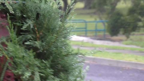 Bridge under water and Husky & Malamute in the rain