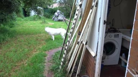 Wolf & Tikaani out in a tropical storm & curry for tea