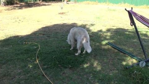 Hot day for a husky & choosing veggies to plant