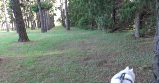 Long walk and chasing Hare