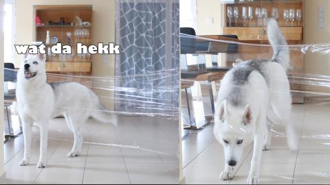 My Dogs Reaction To The Invisible Wall Challenge!