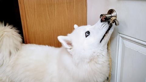 How Smart Are Huskies? | Can They Open & Close Doors?