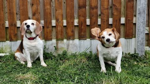 Why My Beagles Won't Survive at Wild