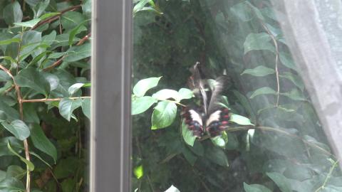 Beautiful butterfly though I don't thing Husky cares