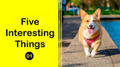 Dogs Get Jealous Of Other Dogs | Five Interesting Things ...