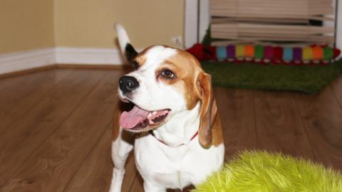 When a beagle gets a new toy