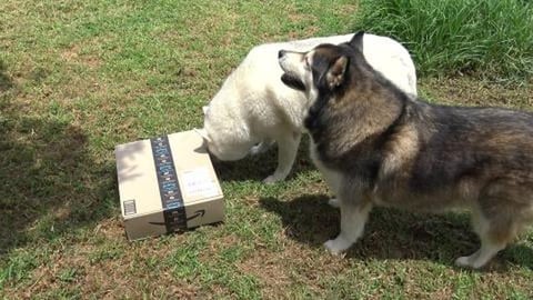 Christmas presents from Aunt Clare in England