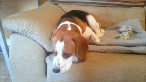 Smart beagle dog  who loves to bring letters