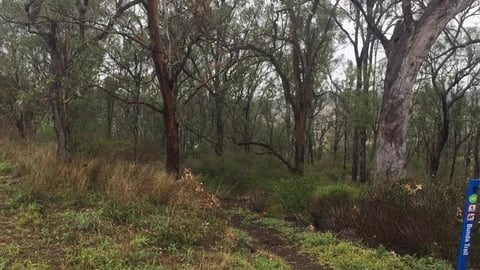 Hiking when its wet and lots of kangaroos