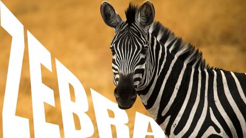 ZEBRA: Africa’s Amazing Striped Wonders