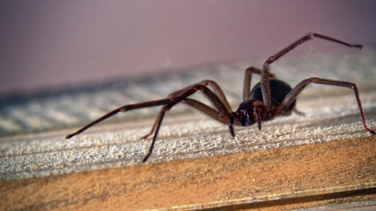 How to identify dangerous black widow and brown recluse spiders in the ...