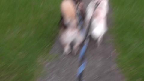 Husky evening walk sniffing and investigating