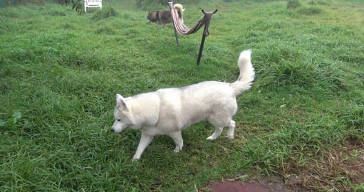 Husky girl finds a mouse friend