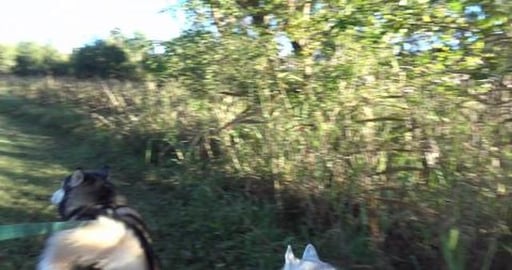 Huskies go to see Malamute & Samoyed friends