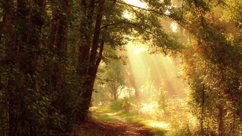 Relaxing for Stress Relief • Meditation Music, Sleep Mu...