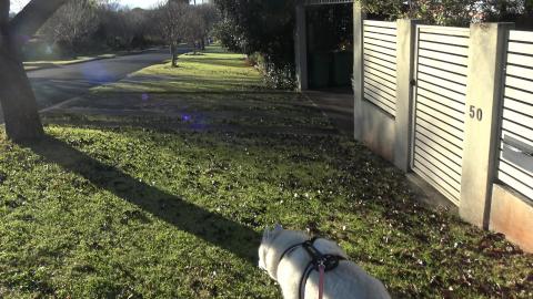 One Husky and three cats