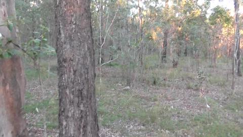 Husky, Malamute and chickens crowing