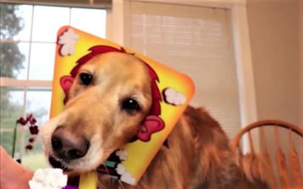 Golden Retriever Dogs Play Pie Face Game!