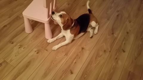 Beagle Dog Wants to Play Dead but it's a Chair on His Way...