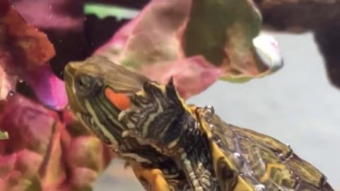 henry eating red leaf lettuce — red eared slider