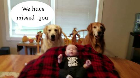 Funny Golden Retriever Dogs Help Change Baby's Diaper!