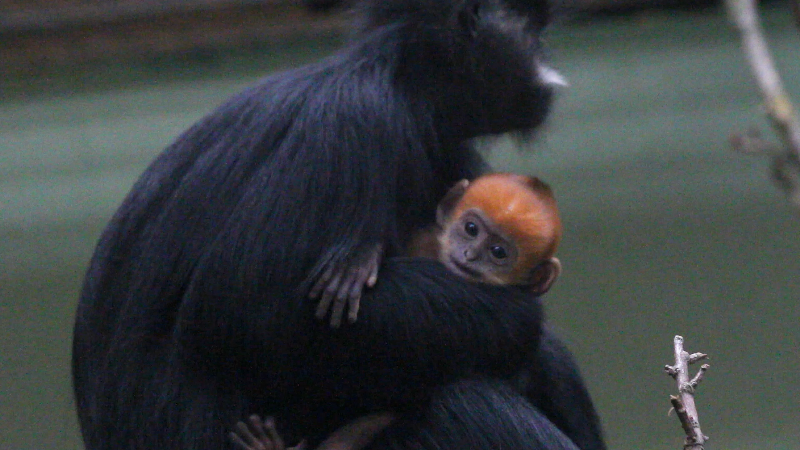 Watch first playtime of bright orange baby monkey at UK zoo
