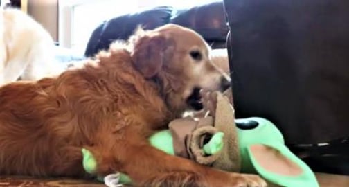 Golden Retriever Dog Attacks Baby Yoda!