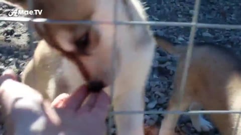 Husky Sled Dog Puppy Park in Lapland Finland