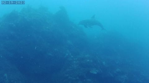 Scuba Diving at Sandals South Coast Jamaica